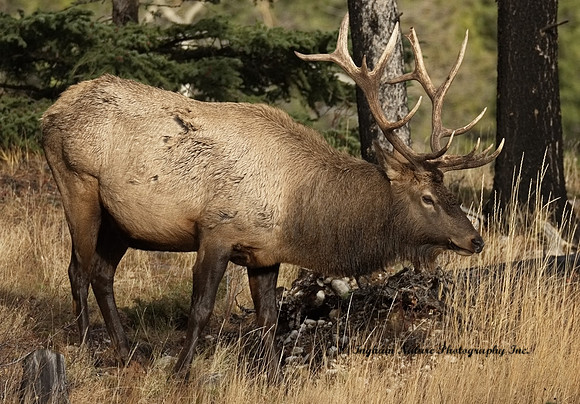 North American Elk