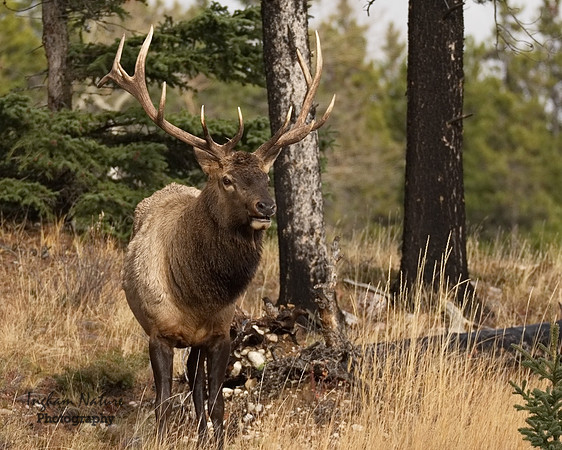 North American Elk