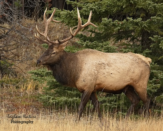 North American Elk