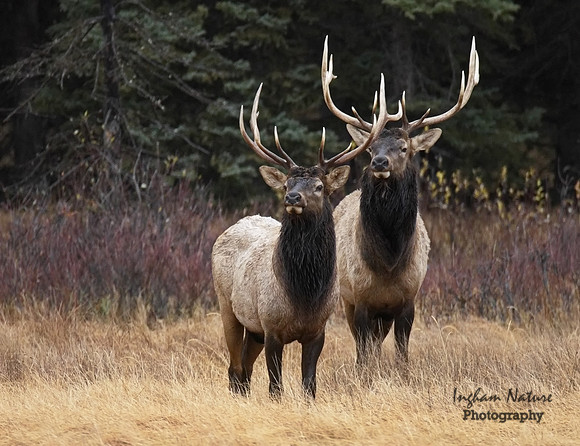 North American Elk