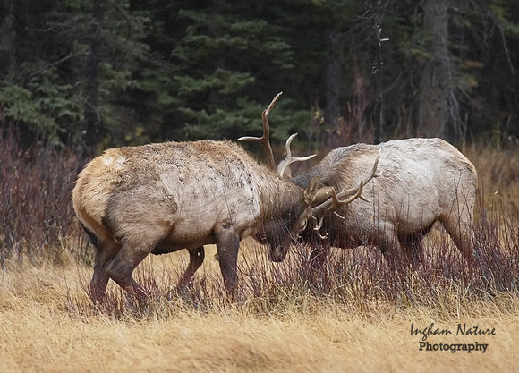 North American Elk