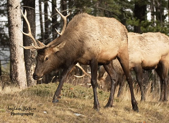 North American Elk
