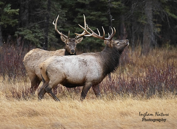 North American Elk