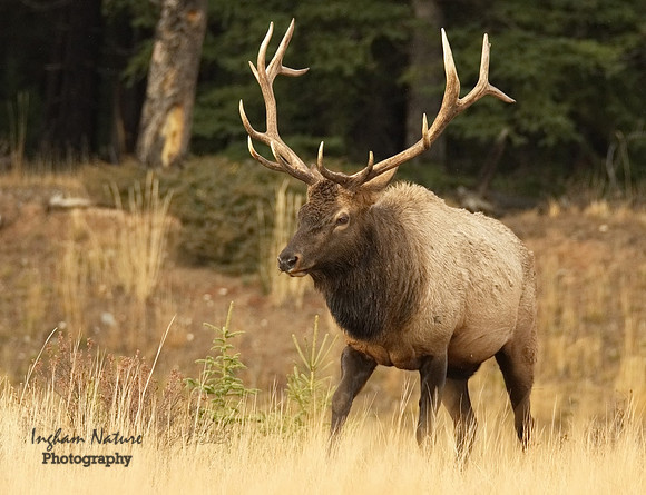 North American Elk