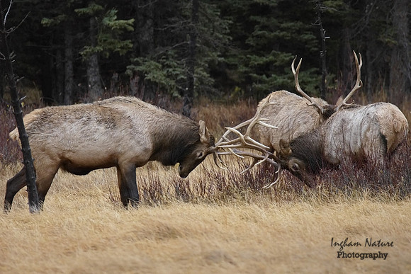 North American Elk