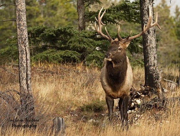 North American Elk