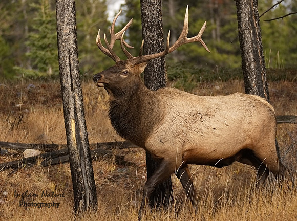 North American Elk