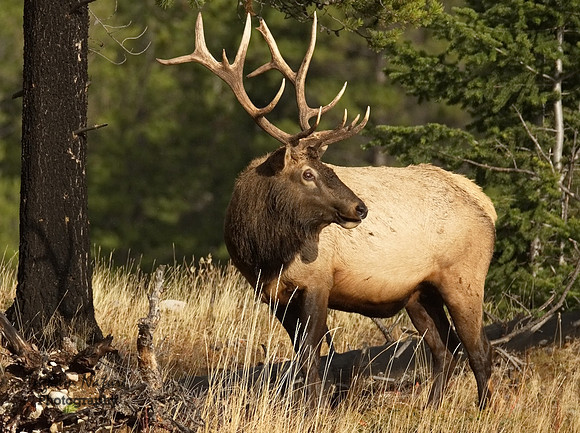 North American Elk