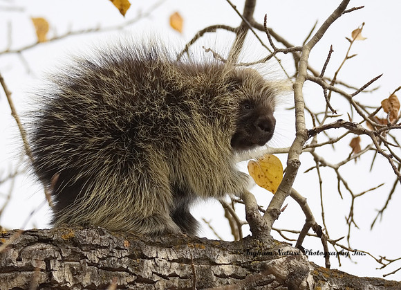 Porcupine