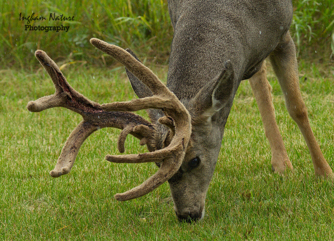 Mule Deer - Buck