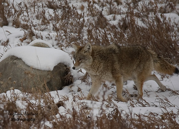 Coyote