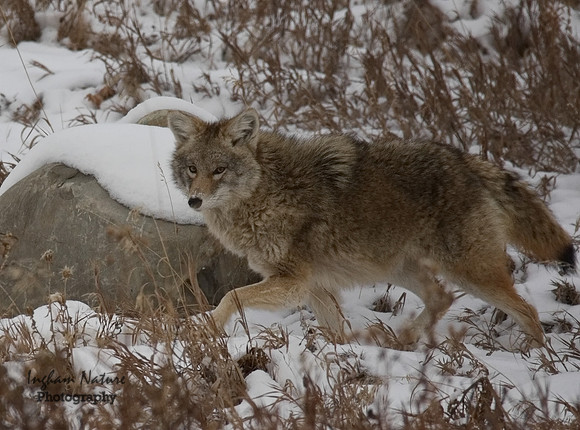 Coyote