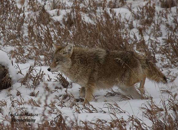 Coyote