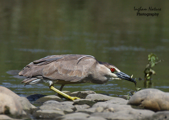 Black Crowned Night Heron
