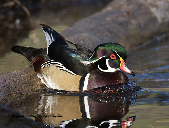 Wood Duck - Male