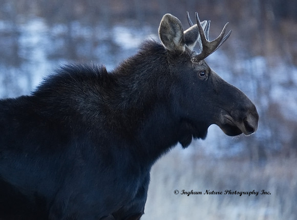 Moose - Male
