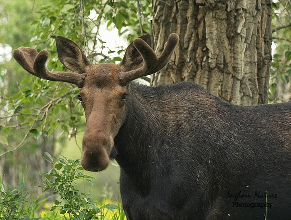Moose - Male