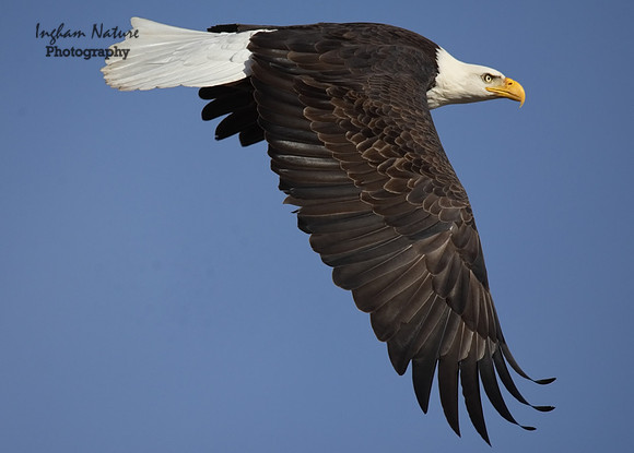 American Bald Eagle - Adult