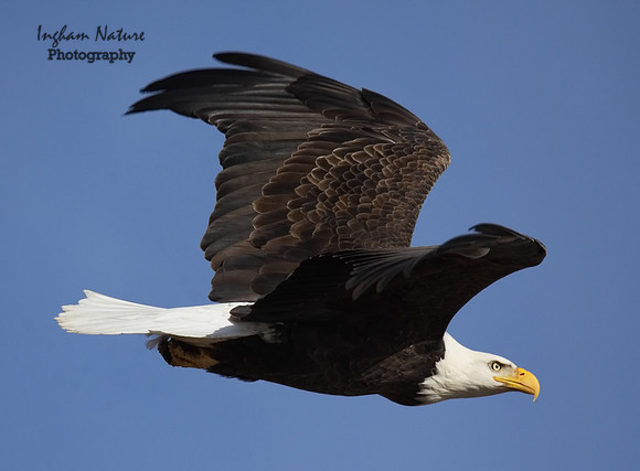 American Bald Eagle - Adult