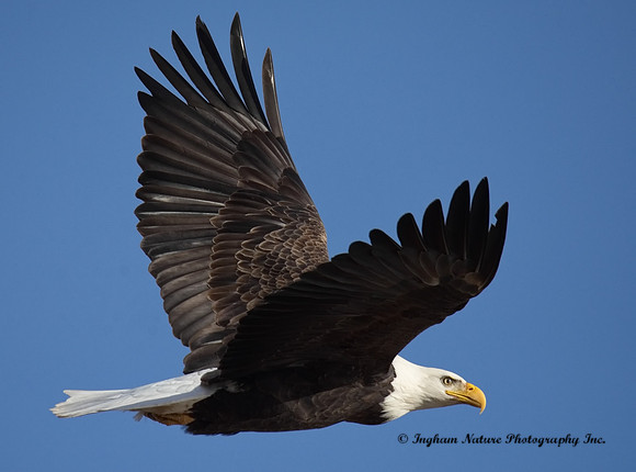 American Bald Eagle - Adult