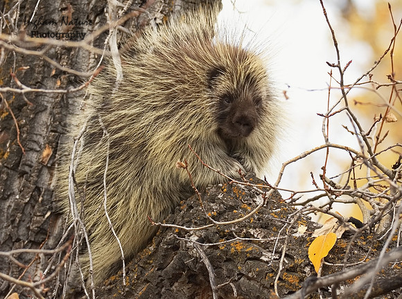 Porcupine
