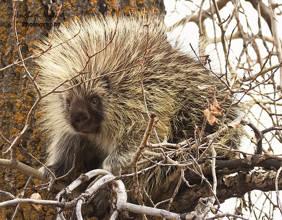Porcupine