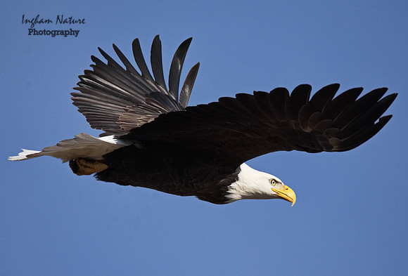 American Bald Eagle - Adult