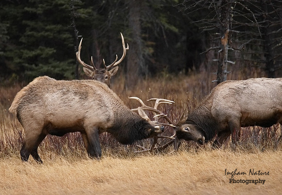 North American Elk