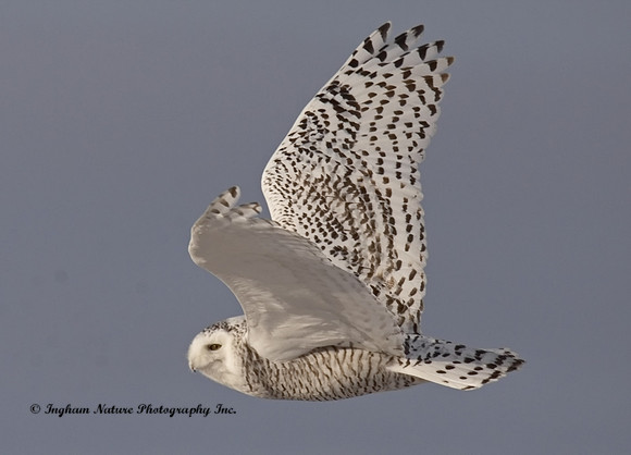 Snowy Owl