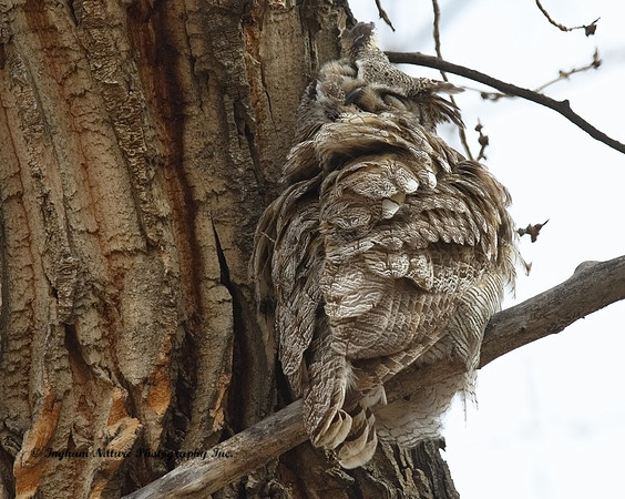 Great Horned Owl - Male