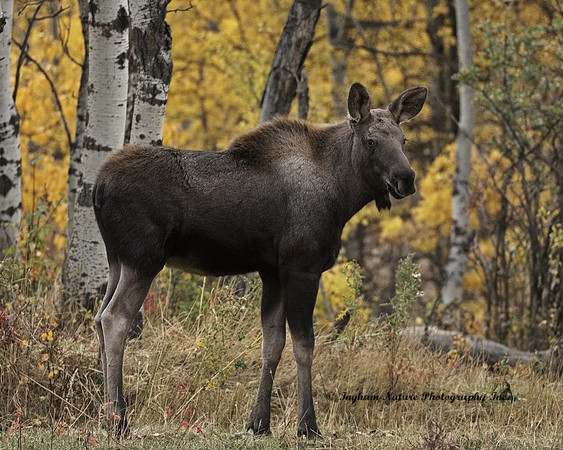 Moose