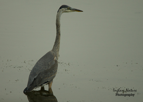 Great Blue Heron - Juvenile