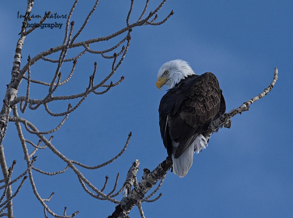 American Bald Eagle - Adult