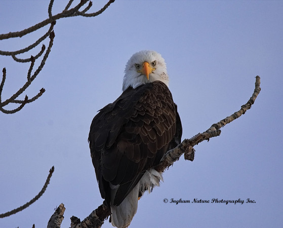 American Bald Eagle - Adult