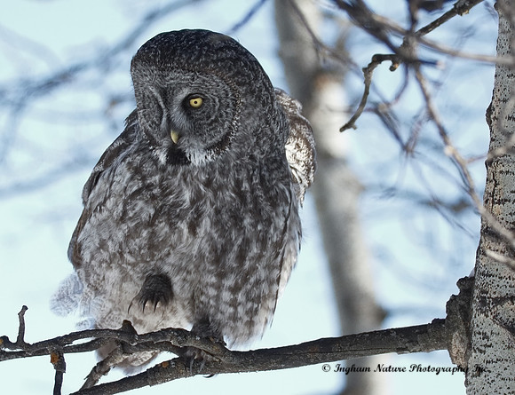 Great Gray Owl