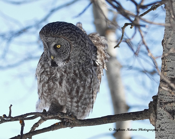 Great Gray Owl