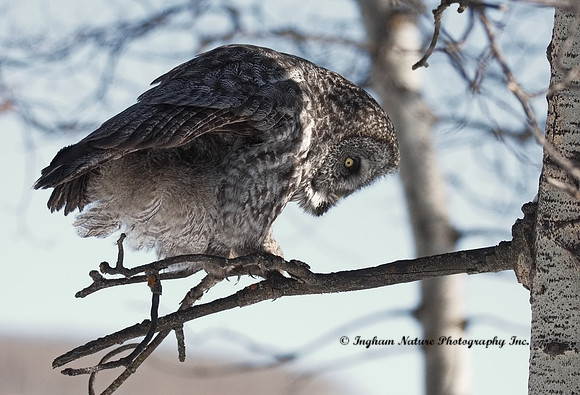 Great Gray Owl