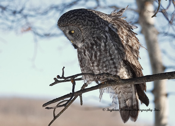 Great Gray Owl