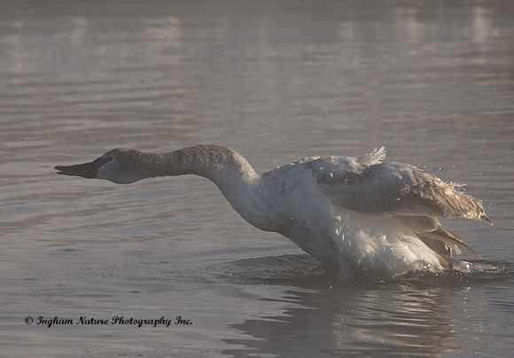 Swan - Trumpeter (Juvenile)