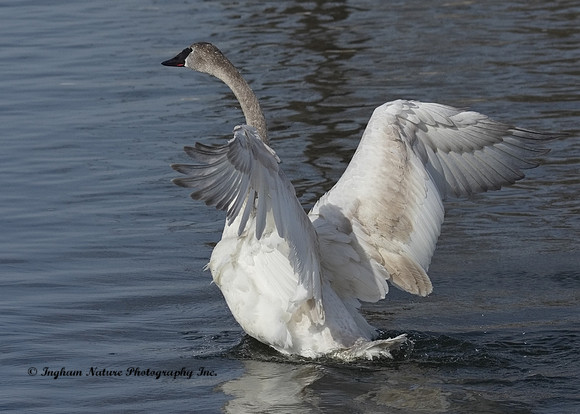 Swan - Trumpeter (Juvenile)