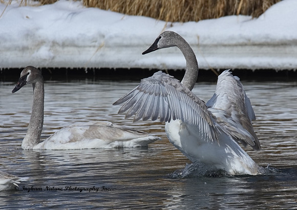 Swan - Trumpeter (Juveniles)