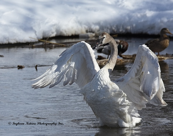 Swan - Trumpeter (Juvenile)