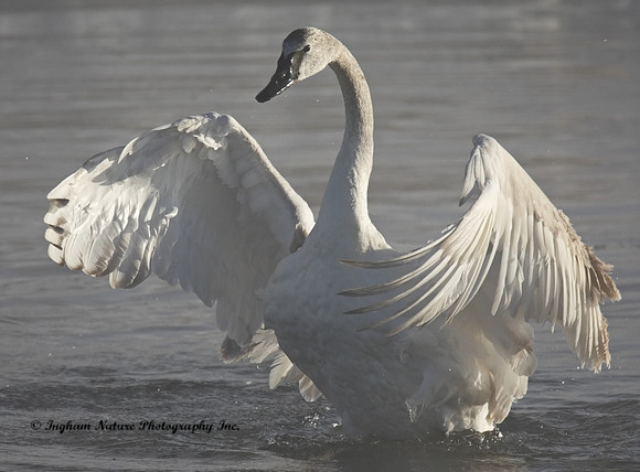 Swan - Trumpeter