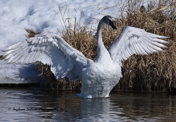 Swan - Juvenile
