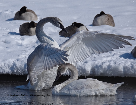Swan - Trumpeter (Juveniles)