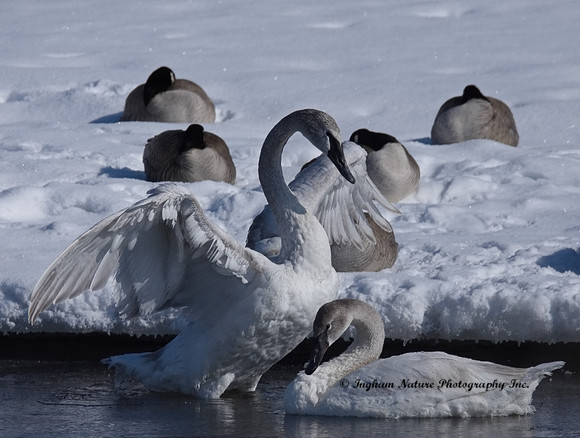 Swan - Trumpeter (Juvenile)