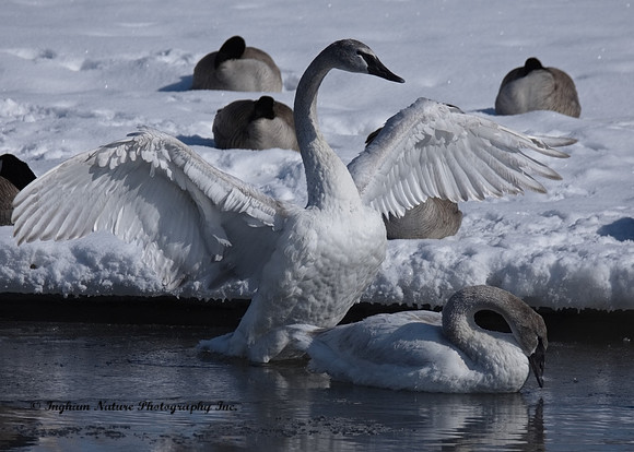 Swan - Trumpeter (Juvenile)
