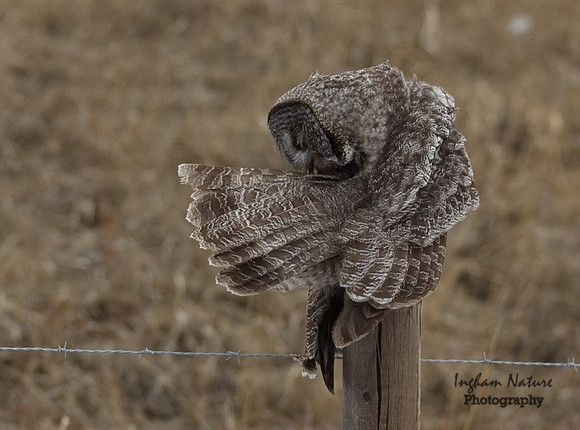 Great Gray Owl