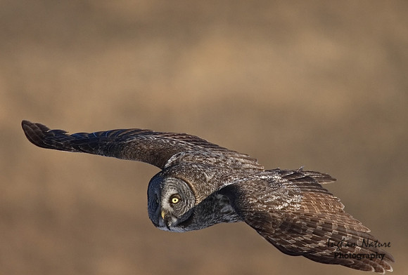 Great Gray Owl