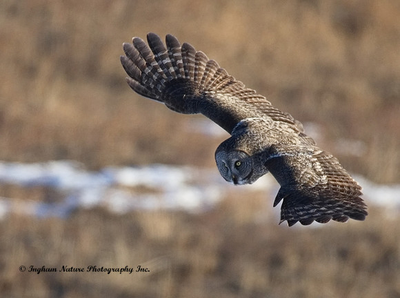 Great Gray Owl